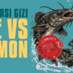 Kandungan Gizi Lele vs Salmon