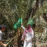 Menjelajah Kebun Kurma Madinah: Warisan Abdurrahman bin Auf yang Disukai Jemaah Haji 10 kebun kurma madinah - ilustrasi berita Menjelajah Kebun Kurma Madinah: Warisan Abdurrahman bin Auf yang Disukai Jemaah…