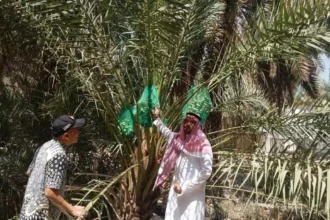 kebun kurma madinah - ilustrasi berita Menjelajah Kebun Kurma Madinah: Warisan Abdurrahman bin Auf yang Disukai Jemaah…