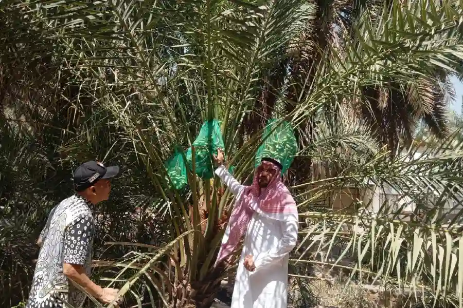 kebun kurma madinah Menjelajah Kebun Kurma Madinah: Warisan Abdurrahman bin… kebun kurma madinah - ilustrasi berita Menjelajah Kebun Kurma Madinah: Warisan Abdurrahman bin Auf yang Disukai Jemaah…